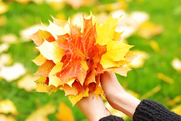 stock image Autumn maple leaves