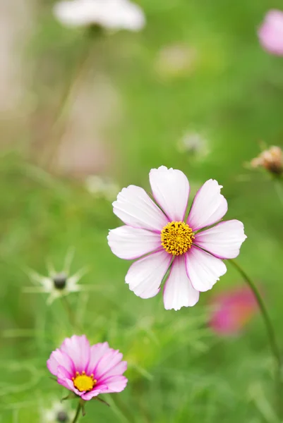 stock image Flower meadow