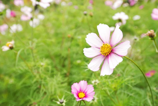 stock image Flower meadow