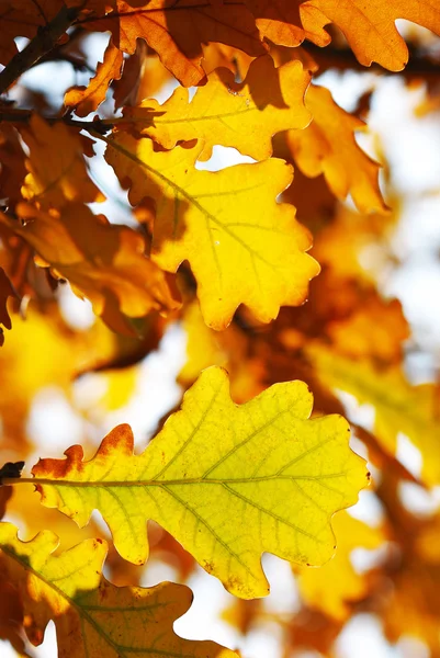 秋天的橡树叶 — 图库照片