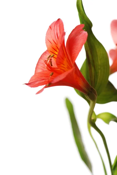 Αλστρομέριες λουλούδι — Φωτογραφία Αρχείου