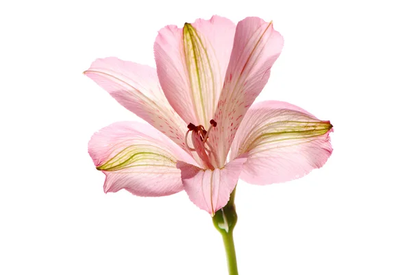 Flor de Alstroemeria — Fotografia de Stock