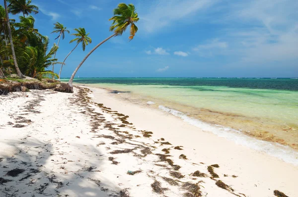 Caribisch wild strand — Stockfoto