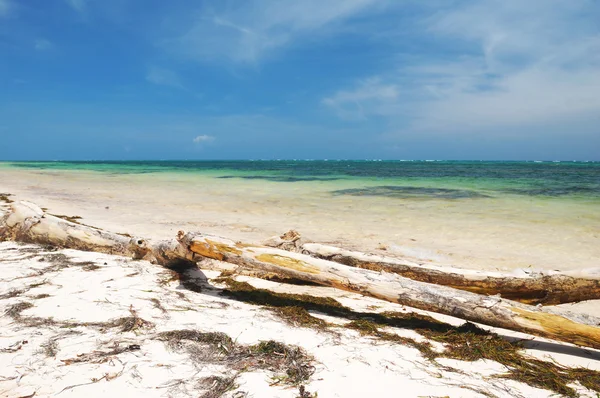 Caraibi spiaggia selvaggia — Foto Stock