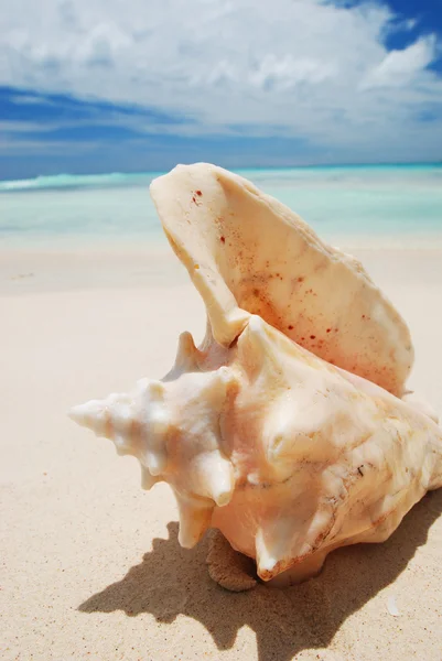 Shell в Карибском море — стоковое фото