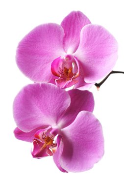 Pink Orchid clipart