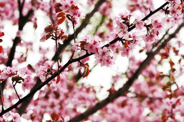Spring sakura — Stock Photo, Image