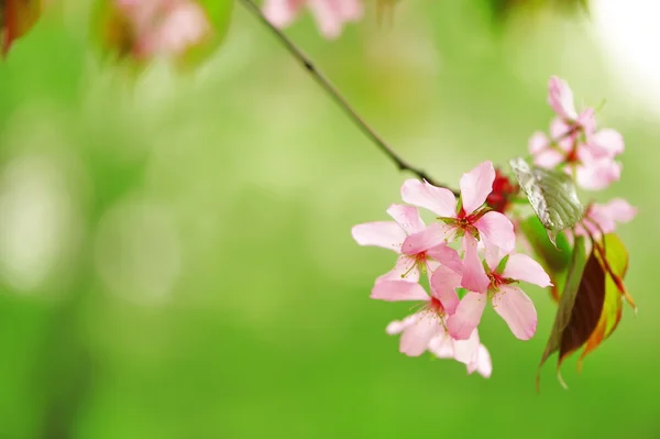 봄 사쿠라 — 스톡 사진