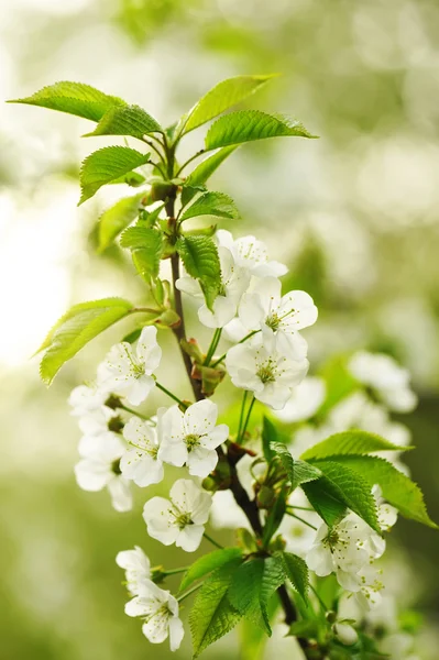 Tavasszal, cseresznye fa — Stock Fotó