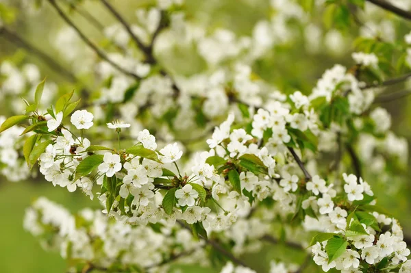 Cerezo de primavera — Foto de Stock
