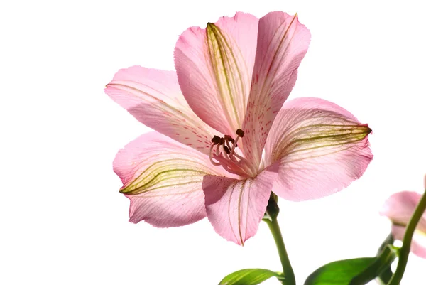 Alstroemeria bloem — Stockfoto