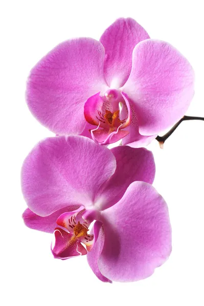 Pink Orchid Stock Image