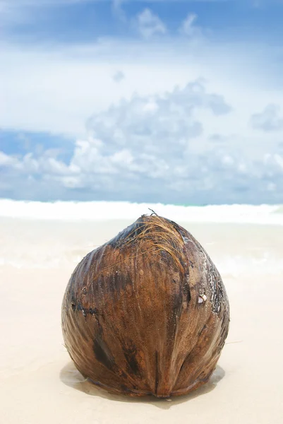 Kókuszdió a strandon — Stock Fotó