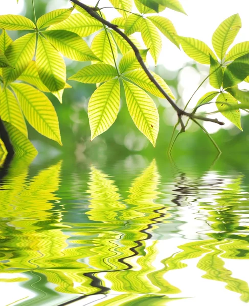 Grüne Blätter Hintergrund — Stockfoto