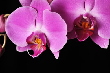 Pink Orchid clipart