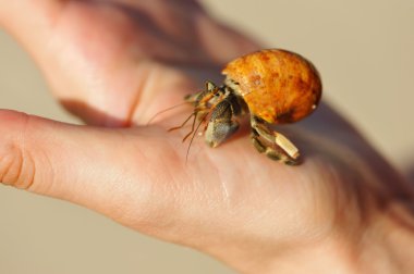 Hermit Crab in a hand clipart