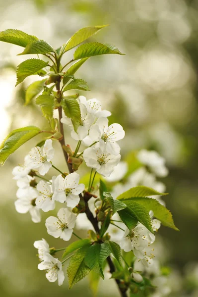 Jarní třešňový strom — Stock fotografie
