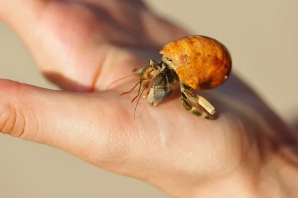 Hermit crab in een hand — Stockfoto