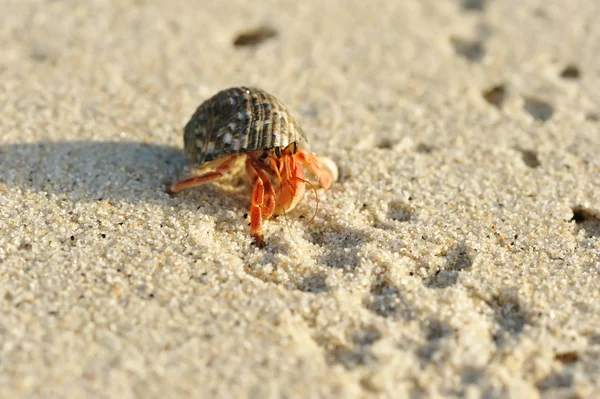 Hermit Crab on a beach — Stock Photo © haveseen #1814957