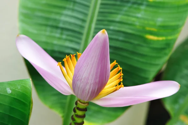 Pembe muz çiçeği — Stok fotoğraf