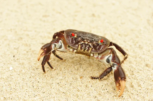 Krabba på en strand — Stockfoto