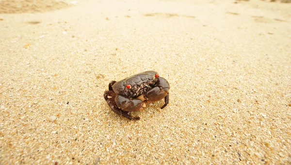 Krab op een strand — Stockfoto