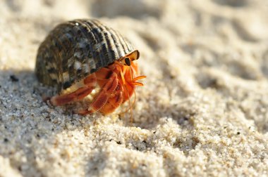 Hermit Crab on a beach clipart