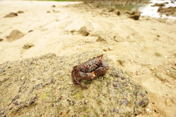 Crab on a beach — Stock Photo, Image