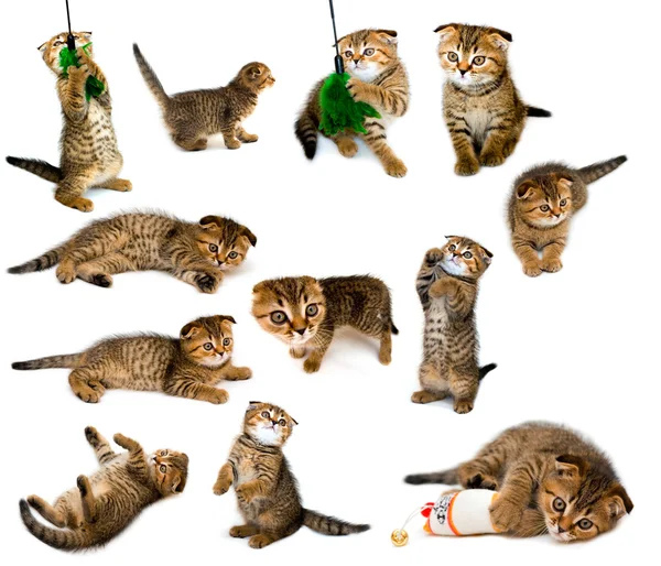 Kitten collection — Stock Photo, Image