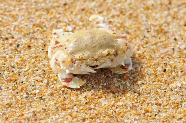 Krab na pláži — Stock fotografie