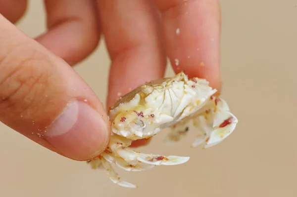 Crab in hand — Stock Photo, Image