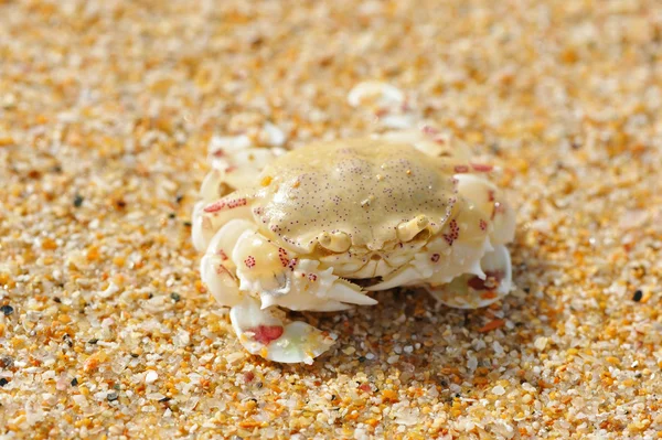 Crab on a beach — Stock Photo, Image