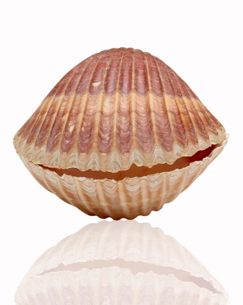 ザルガイの殻 — ストック写真