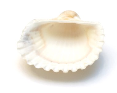 Seashell clipart