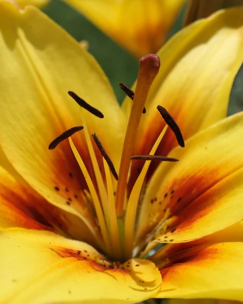 Квітка — стокове фото
