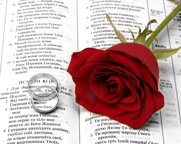 Червона троянда Стокове Зображення