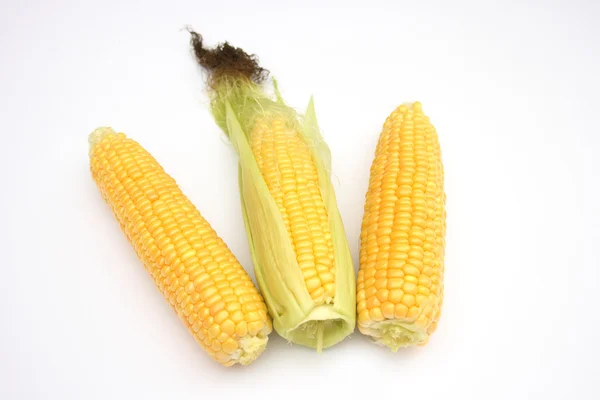 stock image Corn