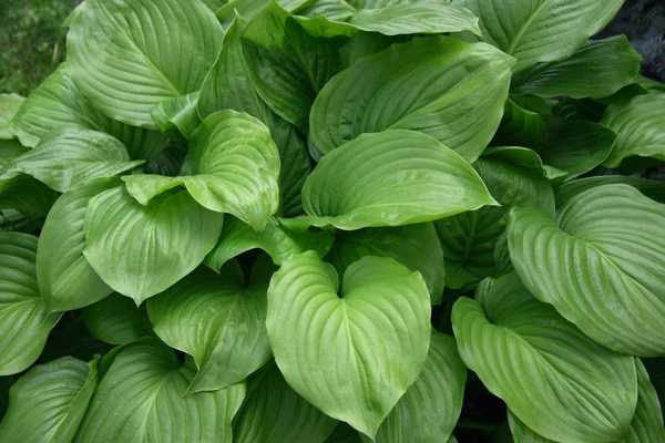 Green leafs — Stock Photo, Image