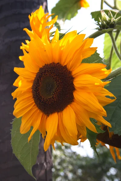 stock image Sunflower