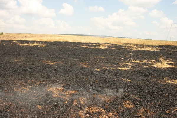 stock image Burnt grass