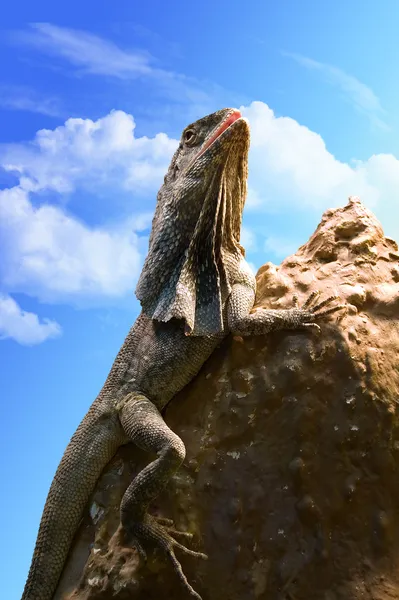 Lizard on a stone — Stock Photo, Image