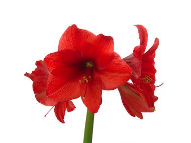 Blooming red amaryllis clipart