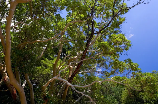 Arbutus träd — Stockfoto