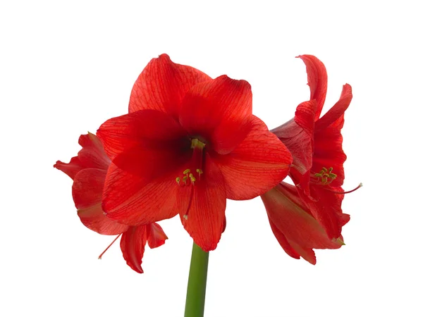 Kırmızı amaryllis çiçeklenme — Stok fotoğraf