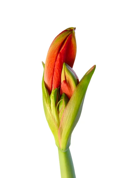 Amaryllis ready to bloom. — Stock Photo, Image