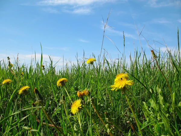 stock image Dandelions