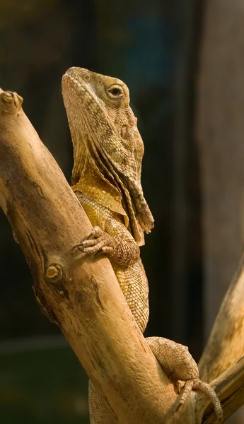Lizard on a wood. — Stock Photo, Image