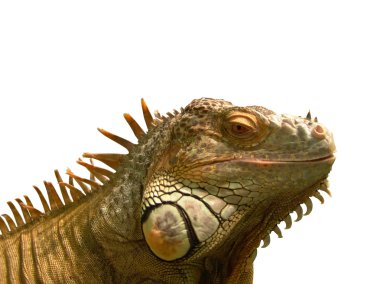 Iguana clipart