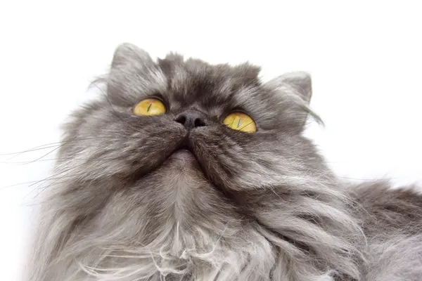 stock image Persian cat