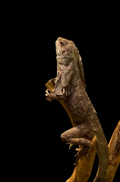 Lizard on a tree — Stock Photo, Image